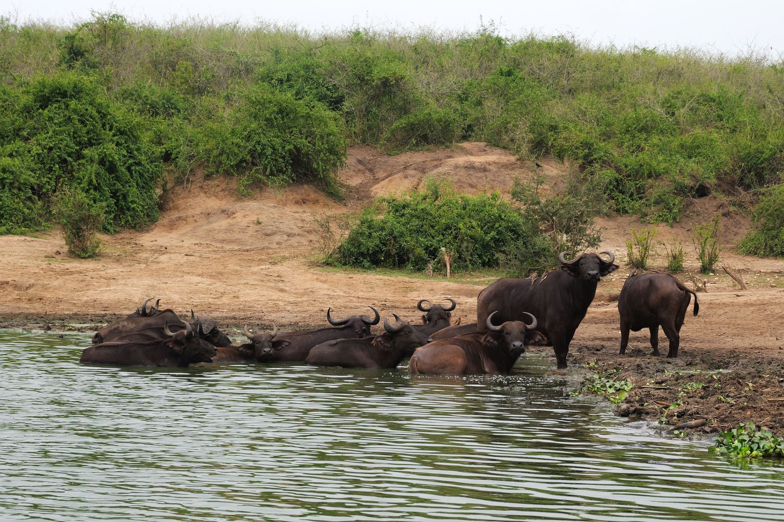 Buffalo herd resting at a Kazinga Channel waterhole