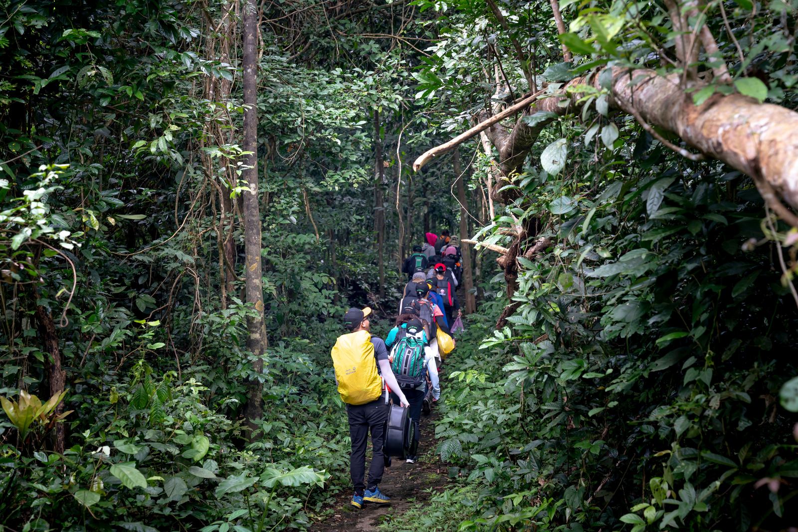 Trekking group walking into dense Bwindi forest