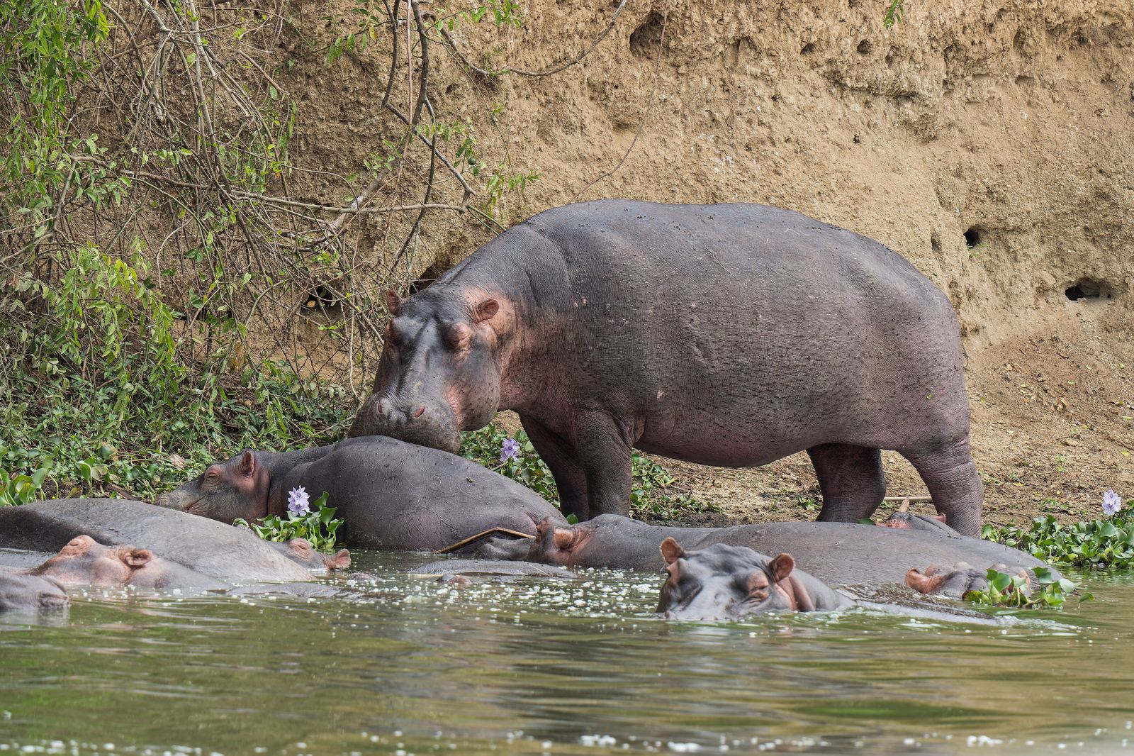 Hippos along a riverbank