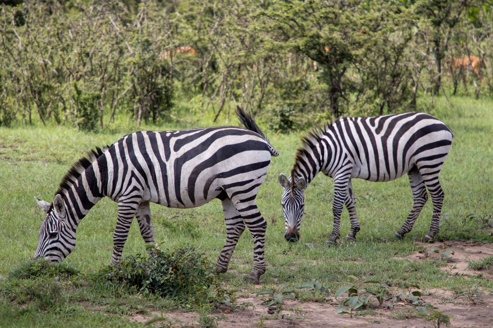 Zebras grazing in Queen Elizabeth National Park